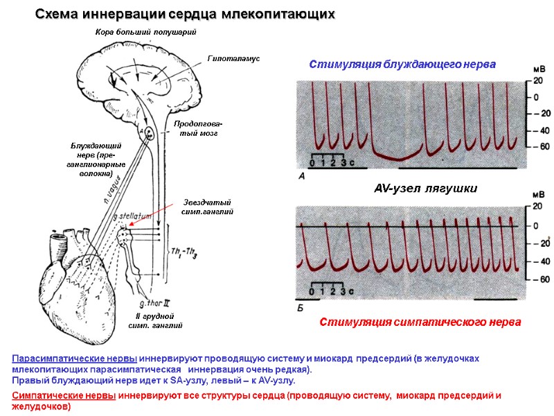 Стимуляция блуждающего нерва Стимуляция симпатического нерва AV-узел лягушки Схема иннервации сердца млекопитающих Блуждающий нерв Стимуляция блуждающего нерва Стимуляция симпатического нерва AV-узел лягушки Схема иннервации сердца млекопитающих Блуждающий нерв